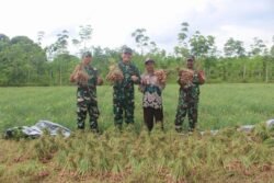 Dukung Pengendalian Inflasi Daerah Dandim 1009/Tla Menghadiri Kegiatan Panen Bersama Bawang Merah