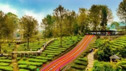 Agrowisata Gunung Mas PTPN I Regional 2 Siap Menjadi Ikon Wisata Berkelas Dunia, Holding Perkebunan Nusantara Perkuat Ekonomi Lokal