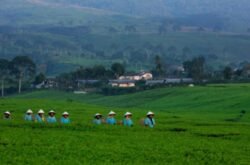 PTPN I, Subholding Holding Perkebunan Nusantara, Perkuat Peran dalam Program 8+4+5