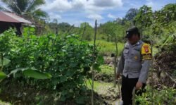 Polsek Kapuas Tengah Melaksanakan Pengecekan Lahan Pekarangan warga Desa Jangkang