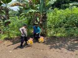 Kapolsek Tanah Siang Selatan Pimpin Penanaman Jagung Hibrida