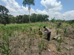 Dukung Swasembada Pangan, Polsek Murung Pantau Perkembangan Jagung Warga Danau Usung