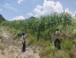Polsek Murung Rutin Cek Perkembangan Jagung Warga Danau Usung