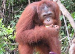 Menjaga Rimba, Menyelamatkan Orangutan: Komitmen PalmCo di Kalimantan