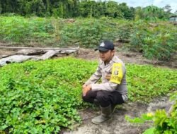 Anggota Polsek Kapuas Tengah telah melaksanakan Pengecekan Lahan Pekarangan masyarakat Desa Pujon