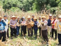 Program Swasembada, Polres Murung Raya Panen Raya Jagung Serentak Kuartal III