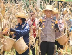 Polres Murung Raya Gelar Panen Jangung Kuartal III Serentak Di Desa Olung Nango