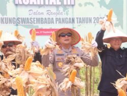 Dari Sanggau untuk Indonesia: Panen Raya Jagung Serentak, Bupati dan Kapolda Kalbar Tegaskan Dukungan Pangan Nasional