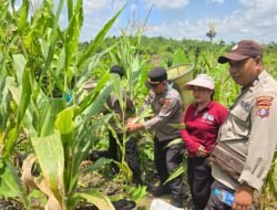 Polsek Laung Tuhup Gelar Panen Jagung Kuartal III