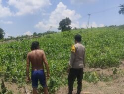 Swasembada Pangan, Polsek Murung Rutin Cek Perkembangan Jagung Warga Binaan