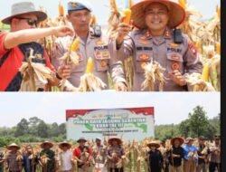 Kapolres Melawi Bersama Forkopimda Panen Raya Jagung Serentak Kuartal III di Desa Tanjung Tengang