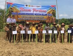 Babinsa Koramil 1008-02/Haruai Hadiri Panen Raya Dan Tanam Perdana Padi Sawah Di Desa Marindi