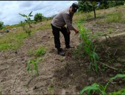 Polsek Timpah Melaksanakan Pengecekan Pemanfaatan Lahan Pekarangan Warga Desa Tumbang Randang
