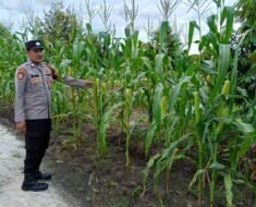 Polsek Timpah Melaksanakan Pengecekan Pemanfaatan Lahan Pekarangan Warga Desa Tumbang Randang