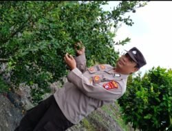 Polsek Timpah Melaksanakan Pengecekan Pemanfaatan Lahan Pekarangan Warga Desa Tumbang Randang