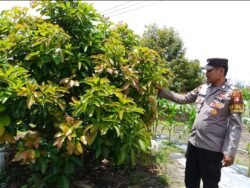Polsek Timpah Melaksanakan Pengecekan Pemanfaatan Lahan Pekarangan Warga Desa Tumbang Randang