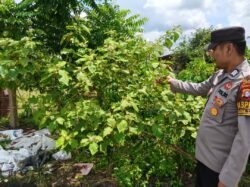 Polsek Timpah Melaksanakan Pengecekan Pemanfaatan Lahan Pekarangan Warga Desa Tumbang Randang