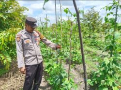 Polsek Timpah Melaksanakan Pengecekan Pemanfaatan Lahan Pekarangan Warga Desa Tumbang Randang