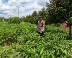 Polsek Timpah Melaksanakan Pengecekan Pemanfaatan Lahan Pekarangan Warga Desa Tumbang Randang