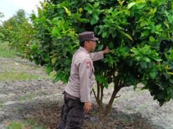 Polsek Timpah Melaksanakan Pengecekan Pemanfaatan Lahan Pekarangan Warga Desa Tumbang Randang