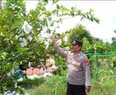 Polsek Timpah Melaksanakan Pengecekan Pemanfaatan Lahan Pekarangan Warga Desa Tumbang Randang
