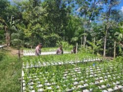 Polsek Pulau Petak Melaksanakan Pengecekan Pemanfaatan Lahan Pekarangan Warga Desa Palangkai