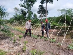 Polsek Kapuas Barat Dorong Ketahanan Pangan Lewat Pemanfaatan Pekarangan