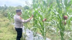 Dalam Implementasi Asta Cita Presiden RI, Bhabinkamtibmas Mengajak Masyarakat Dalam Pemanfaatan Lahan Di Bidang Pertanian