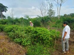 Polsek Kapuas Barat Dorong Ketahanan Pangan Lewat Pemanfaatan Pekarangan