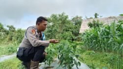 Personil Polsek Kapuas Barat Dorong Ketahanan Pangan Lewat Pemanfaatan Pekarangan Bergizi Dengan Cara Bertanam Lombok