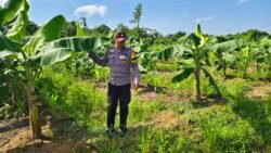 Dukung Peningkatan Ketahanan Pangan, Petugas Kepolisian Polsek Kapuas Barat Mengajak Masyarakat Dalam Pemanfaatan Lahan Dengan Menanam Pisang