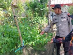 Polsek Kapuas Barat Melalui Bhabinkamtibmas Dorong Ketahanan Pangan Lewat Pemanfaatan Pekarangan Pangan Bergizi
