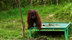 PalmCo Buktikan Industri Sawit Bisa Selaras dengan Areal Konservasi Tinggi Hingga Satwa Langka