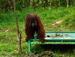 PalmCo Buktikan Industri Sawit Bisa Selaras dengan Areal Konservasi Tinggi Hingga Satwa Langka