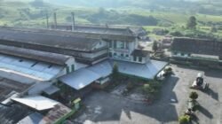 Seabad Pabrik Teh Kayu Aro, Holding Perkebunan Nusantara Jaga Warisan dan Kualitas Teh Indonesia
