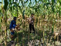 Polsek Kapuas Tengah melaksanakan giat Pengecekan Pemanfaatan lahan Pekarangan di Desa Pujon