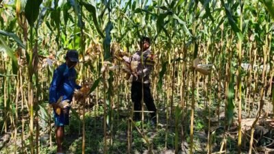 Polsek Kapuas Tengah melaksanakan giat Pengecekan Pemanfaatan lahan Pekarangan di Desa Pujon