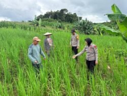 Kanit Binmas Polsek Murung Sambang Kebun Jagung Hibrida Warga Danau Usung