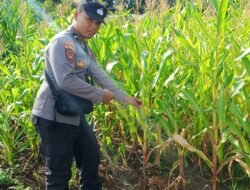 Polsek Tanah Siang Sambang Kebun Jagung Hibrida Warga Kel. Saripoi
