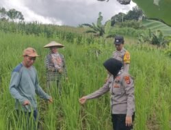 Dukung Swasembada Pangan, Polsek Murung Monitoring Perkembangan Kebun Jagung Hibrida Warga