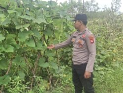 Polsek Kapuas Tengah melaksanakan Pengecekan Pekarangan lahan di Desa Jangkang