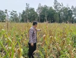 Dukung Swasembada Pangan, Bhabinkamtibmas Polsek Murung Monitoring Perkembangan Kebun Jagung Hibrida Warga Muara Jaan