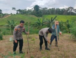 Dukung Ketahanan Pangan, Polsek Murung Bersama Warga Tanam Jagung Hibrida Kuartal I Di Desa Danau Usung