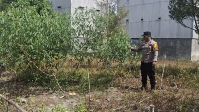 Polsek Kapuas Tengah laksanakan giat Pengecekan Pekarangan lahan Desa Jangkang