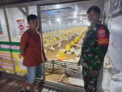 Perkuat Kemanunggalan TNI–Rakyat, Babinsa Dampingi Peternak Ayam
