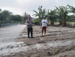 Bhabinkamtibmas Desa Natai Sedawak Laksanakan Sambang Kamtibmas dan Monitoring Ketahanan Pangan Pertanian Jagung
