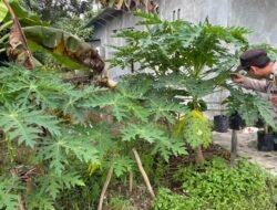 Polsek Kapuas Barat Dorong Ketahanan Pangan Lewat Pemanfaatan Pekarangan Bergizi di Mandomai