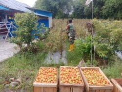 Dukung Ketahanan Pangan, Babinsa Koramil 1002-08/LAU Bantu Petani Panen Tomat