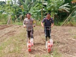 Kapolsek Berkolaborasi Bersama Warga Tahujan Ontu Tanam Jagung Hibrida Kuartal I Ta. 2026