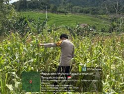 Dukung Swasembada Pangan, Bhabinkamtibmas Monitoring Perkembangan Lahan Jagung Hibrida Di Danau Usung